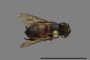 <已分類>Family：Apidae[蜜蜂科][00074943]