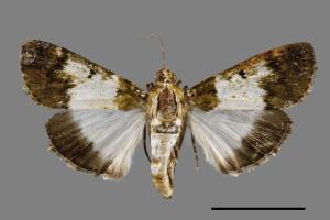 Teliphasa albifusa[00030142]