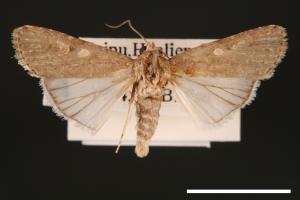 Spodoptera exigua[甜菜夜蛾][00002759]