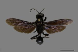 <已分類>Family：Sphecidae[細腰蜂科][00072549]