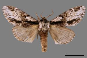 Metriaeschra apatela elegans[暗波舟蛾][00015997]