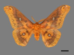 Rhodinia verecunda[銀目天蠶蛾][00016431]