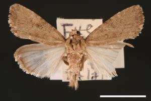 Spodoptera pecten[梳灰翅夜蛾][00002894]