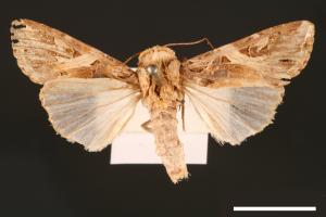 Spodoptera litura[斜紋夜蛾][00002787]