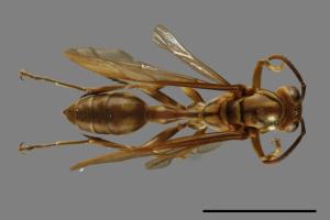 Parapolybia takasagona[00100057]