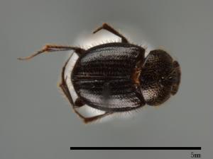 Onthophagus hsui[00084053]