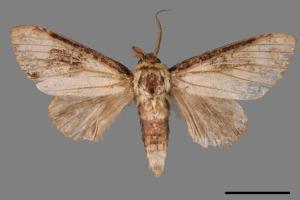 Formofentonia orbifer rotundata[圓紛舟蛾][00039643]