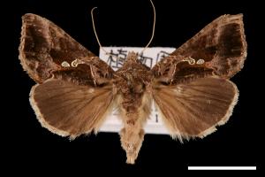 Ctenoplusia agnata[00003655]