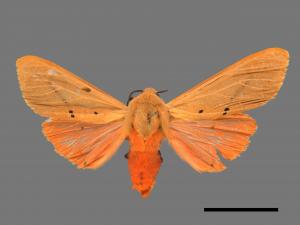 Spilarctia wilemani[褐赭污燈蛾][00057554]