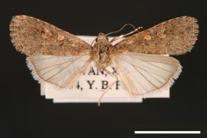 Spodoptera exigua[甜菜夜蛾][00002760]