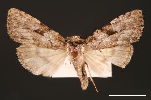 Subleuconycta palshkovi[00000456]