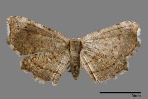 Chundana emarginata[凹緣雙尾蛾][00012731]