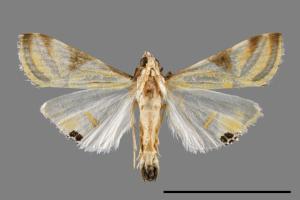 Talanga sexpunctalis[00064299]