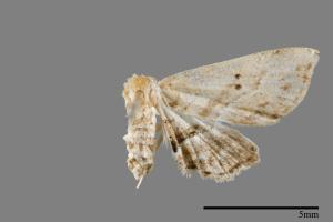 Hypenagonia bipuncta[00009922]