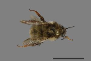 Bombus sonani[楚南熊蜂][00074701]