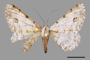 Lassaba parvalbidaria parvalbidaria[污雪雙斑尺蛾][00030374]