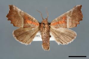 Scoliopteryx libatrix[00006801]