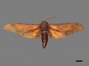 Langia zenzeroides formosana[臺灣鋸翅天蛾][00016994]