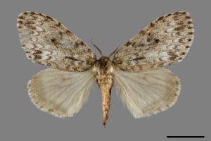 Lymantria grisea kosemponis[L紋褐毒蛾][00028411]