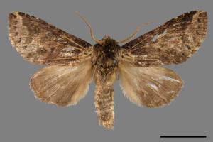 Neodrymonia seriatopunctata[黃肩舟蛾][00035389]