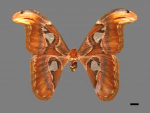 Attacus atlas formosanus[皇蛾][00016276]