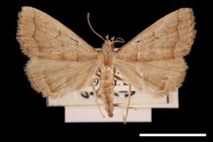 <已分類>Genus：Zanclognatha[00011592]