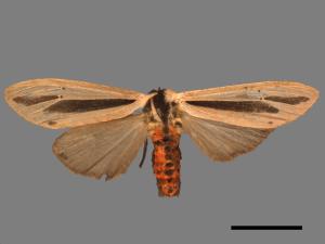 Creatonotos gangis[黑條灰燈蛾][00050322]