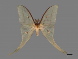 Actias selene ningpoana[長尾水青蛾][00016340]