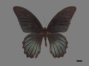 Papilio memnon heronus[大鳳蝶][00090742]