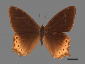 Zophoessa dura neoclides[白尾黑蔭蝶][00014087]