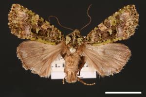 Euplexidia angusta[00001947]