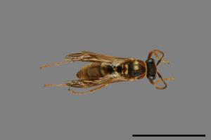 Polistes shirakii[shirakii][00072762]