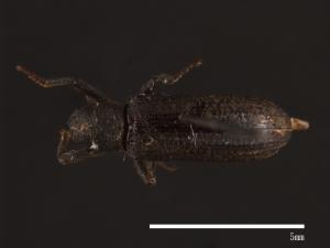 Dicraeosis carinatus[00083753]