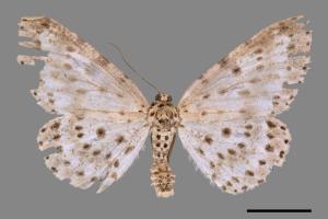 Percnia suffusa[煙胡麻斑星尺蛾][00039624]
