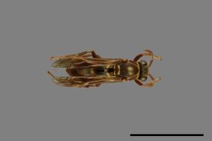 Polistes shirakii[shirakii][00072778]