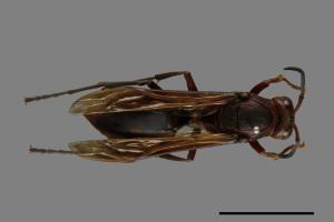 Polistes tenebricosus[赭褐長腳蜂][00074412]