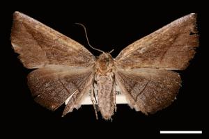 <已分類>Genus：Mecodina[00007480]