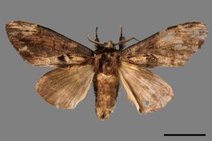 Hexafrenum leucodera yamamotoi[吉本氏異齒舟蛾 (明白頸異齒舟蛾)][00058452]