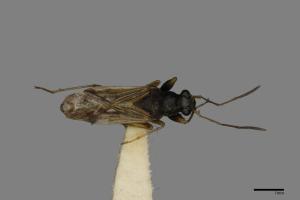 Pseudopachybrachius guttus[圓眼長蝽][00079702]