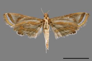 Eoophyla gibbosalis[00031685]