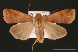 Diarsia formosana[00000864]