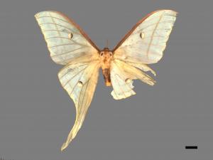 Actias selene ningpoana[長尾水青蛾][00016347]