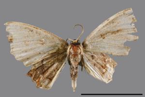 Pterotosoma castanea[栗色小雙尾蛾][00060812]