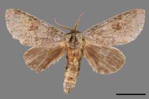 Mesophalera sigmata[下黑舟蛾][00053527]
