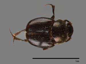 Onthophagus hsui[00040535]