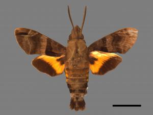 Macroglossum sitiene[膝帶長喙天蛾][00016534]