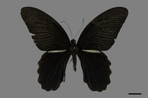 Papilio protenor protenor[黑鳳蝶][00102045]