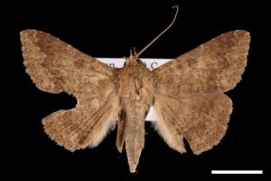 Ericeia inangulata[00030966]
