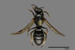 <已分類>Family：Apidae[蜜蜂科][00085316]
