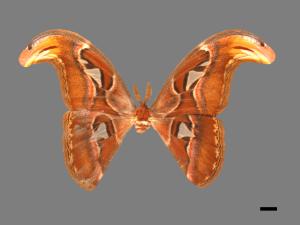 Attacus atlas formosanus[皇蛾][00016277]